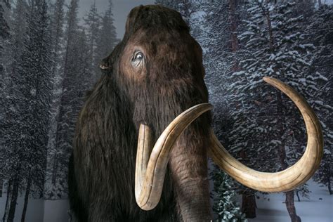 Scientists Revive Cells From A 28000 Year Old Woolly Mammoth And We Are One Step Closer To