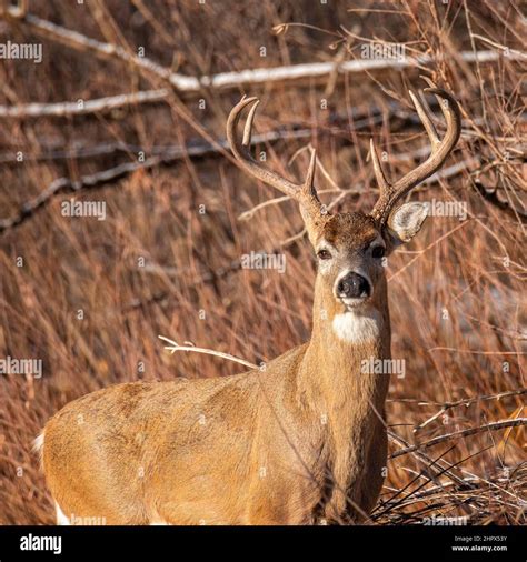 White Tailed Deer Odocoileus Virginianus Buck Stepping Out Of The Brush Standing Broadside