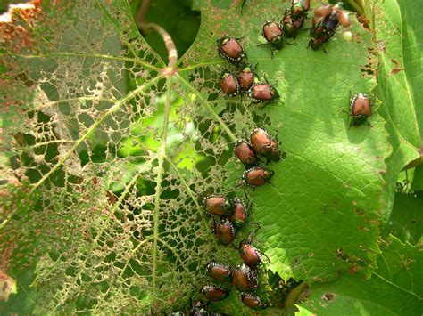 Japanese Beetles Are Back How To Deal With Them The New York Times