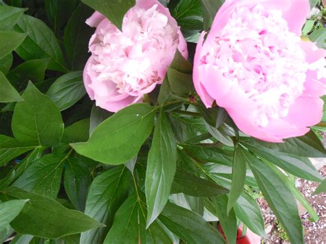 Proper Pruning Of Your Peony For A Healthy Plant Year After Year