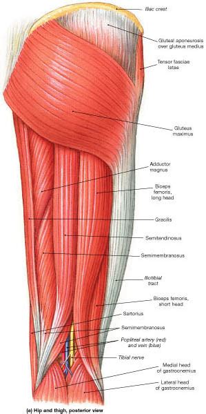 Muscle Identification