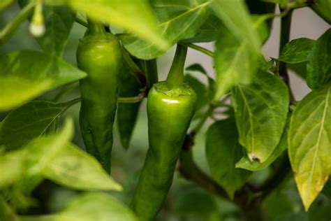 How To Grow And Care For Jalapeño Peppers