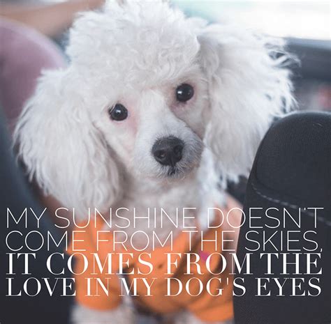 19 Relatable Dog Quotes That Will Warm Your Heart Proud