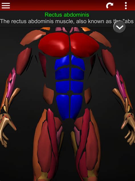 Muscular System D Anatomy Apps Apps