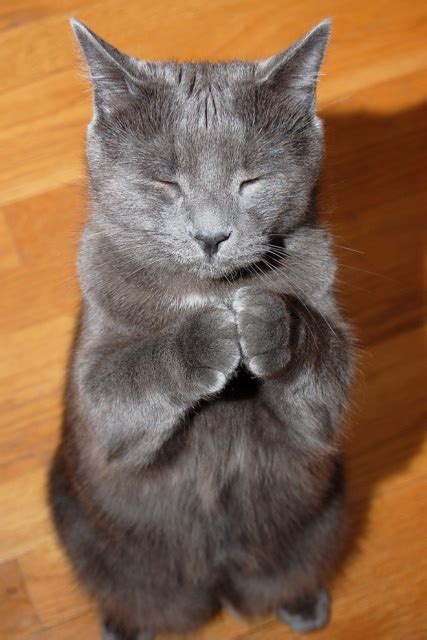 What Cats Are Praying For 18 Pics
