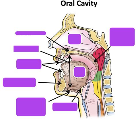 Gi Tract Oral Cavity And Pharynx Part 1 Diagram Quizlet