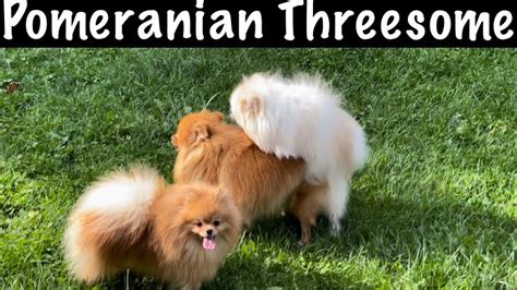 Pomeranian Dogs Having Threesome Sex Youtube