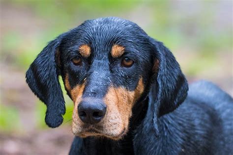 transylvanian hound dog breed information american kennel club