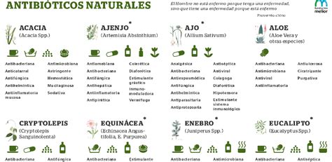 15 Antibióticos Naturales Holistico Natural Antibióticos Naturales