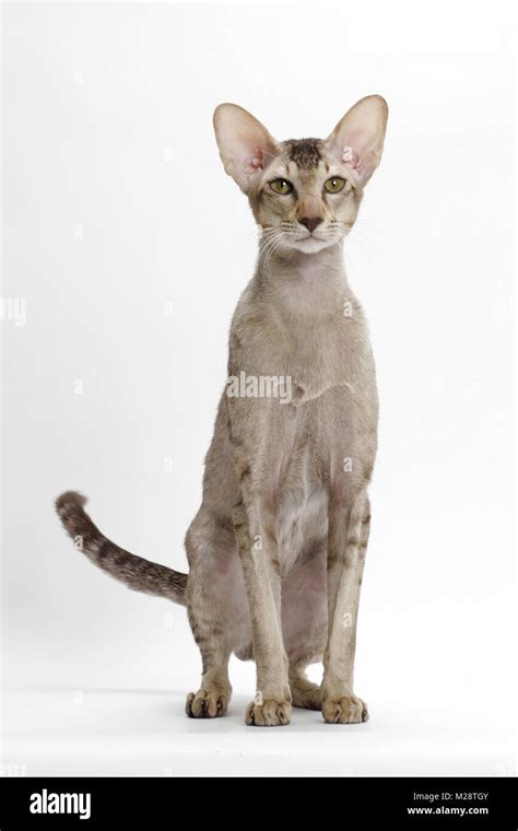 Oriental Shorthair Full Body Chocolate Silver Ticked Tabby Standing