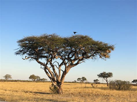 Things You Didn T Know About African Acacia Trees Africa Trees
