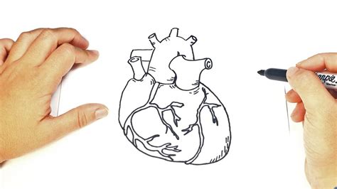 Cómo Dibujar Un Corazón Humano 】 Paso A Paso Muy Fácil 2023 Dibuja Fácil