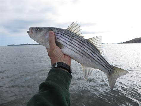 Rhode Island Striped Bass