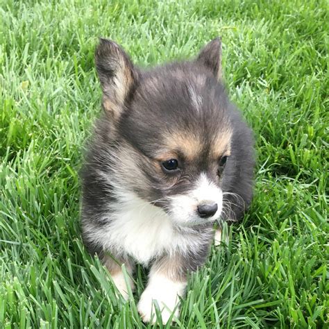 Corgi Puppies For Sale Adopt Your Puppy Today Infinity Pups