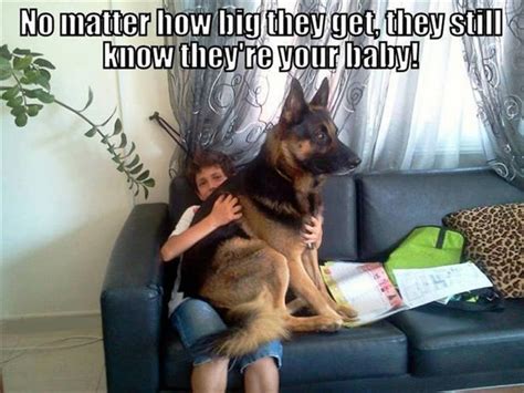 Funny Big Dogs Dump A Day