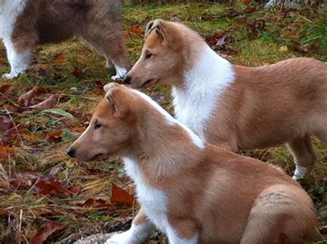 Alfenloch collies offers exceptional top quality show prospect puppies; Smooth Collie puppies (sable and white). | Collie, Dog breeds