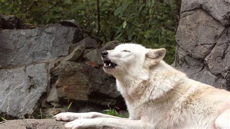 Wolf Howl Tutorial With Alawa The Wolf With Images Wolf