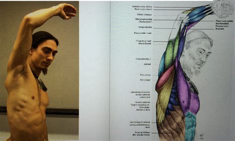 Anatomy Raised Arm Armpit Muscleanatomy Anatomy Tutorial Anatomy