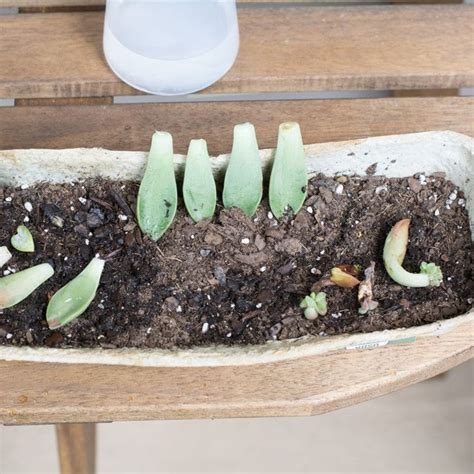 How To Propagate Succulents From Leaves And Cuttings Propagate