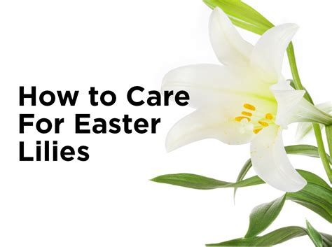How To Care For Easter Lilies — 1000bulbs Blog