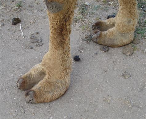 Tips and tricks to prevent camel toe from awkwardly appearing in your pants. A.Word.A.Day --artiodactyl