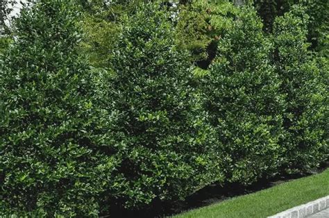 10 Best Fast Growing Trees For Privacy In Backyard Patio Comfy