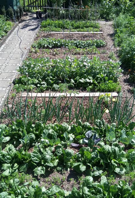 Mischkultur: Viel Ertrag auf kleiner Fläche | Obst- und Gartenbauverein