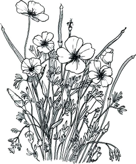 Wildflower Coloring Pages At Free Printable