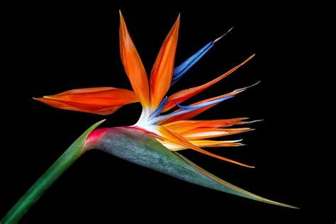 ^ kauai | Brad Oliphant Fine Art Photographer - Floral Photographer - Nature Photographer
