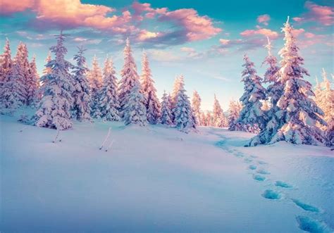 Aofoto 10x7ft Snow Covered Trees Photography Background