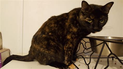 Cat For Adoption Tilliecat Sweet Senior Tortie Female