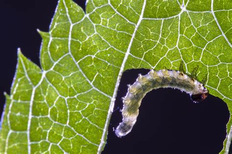 Sawflies Larvaecaterpillarleaf Damagesmall Caterpillargluttonous