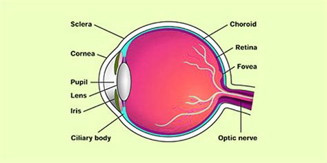 Structure Of Eye Structure And Function Of An Human Eye