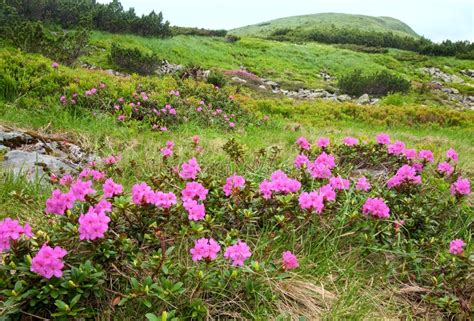 Rhododendron Flowers In Summer Mountain Stock Image Image Of Overcast