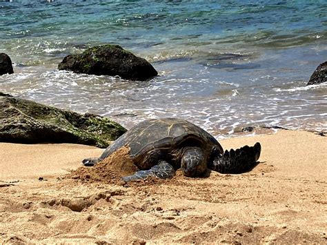 Turtle Beach Laniakea Oahu Hawaii Is Without Questi Flickr My XXX Hot