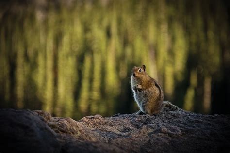 Ground Squirrel Posing At Rocky Mountain National Park Smithsonian