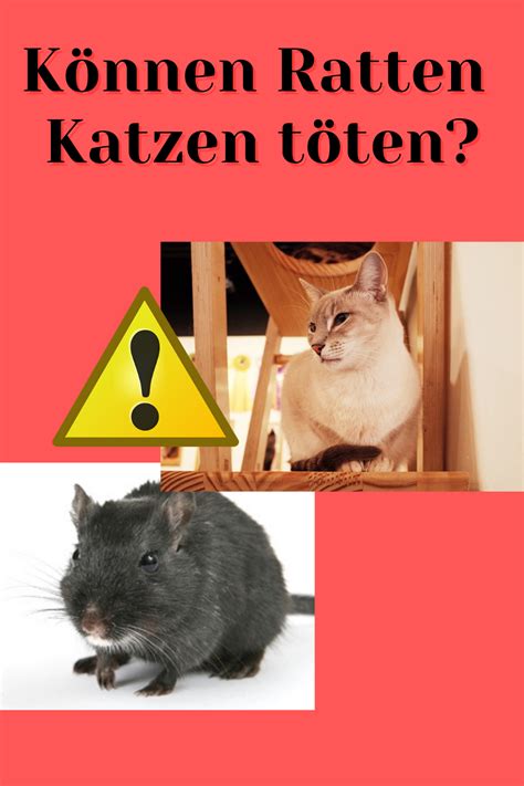 Können Ratten Katzen töten? | Katzen, Ratten, Ratte