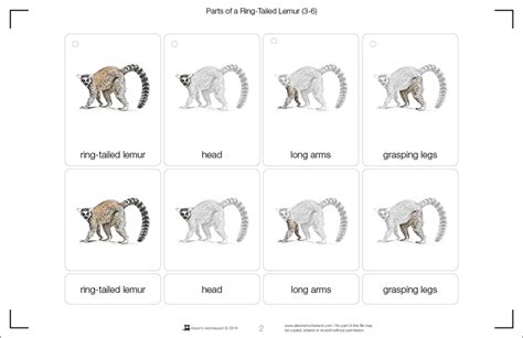 Montessori Materials Parts Of A Lemur Printed