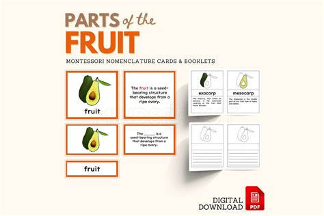 Parts Of The Fruit Montessori Botany Nomenclature 5 Part Cards With