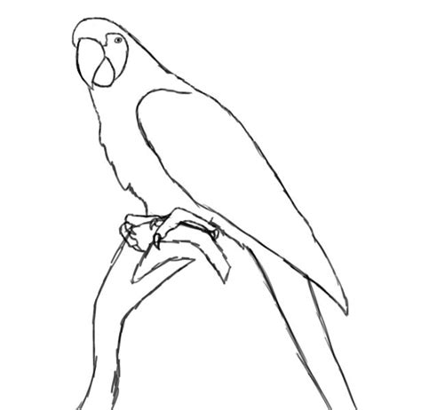 How To Draw A Parrot Draw Central Bird Drawings Parrots Art