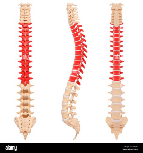 Human Spine Artwork Stock Photo Alamy