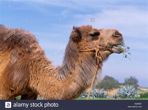 Camel Eating Stock Photos & Camel Eating Stock Images - Alamy