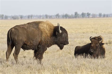 Two North American Bison In The Steppe Stock Image Image Of Buffalo