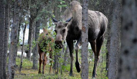 The Big 5 Mammals Of Denali National Park And Preserve Gore Tex Brand