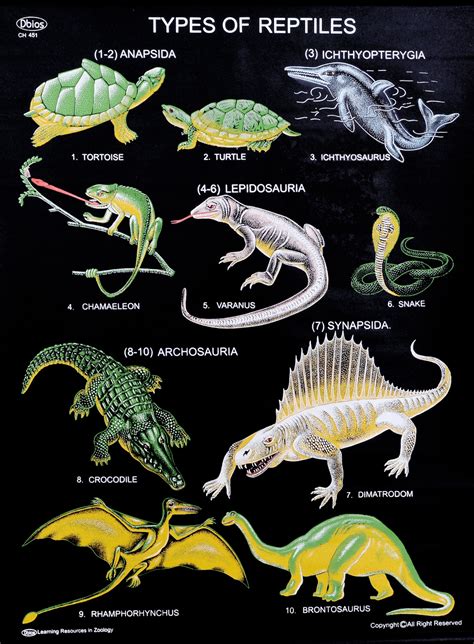 Types Of Lizards With Names