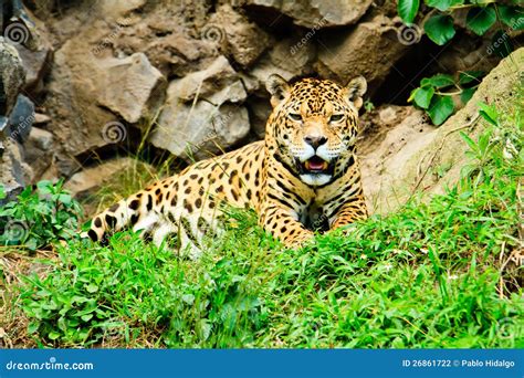 Jaguar Resting After Feeding Stock Photo Image Of Jungle Leopard