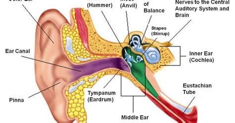Struktur Telinga Sebagai Indra Pendengaran Biologi Edukasi Belajar