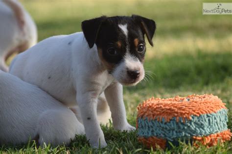 Experience with parson russell terrier dogs. Wade: Parson Russell Terrier puppy for sale near Inland ...