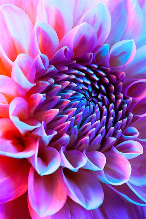 Psychedelic Photographs Of Flowers Flowers Photography Psychedelic