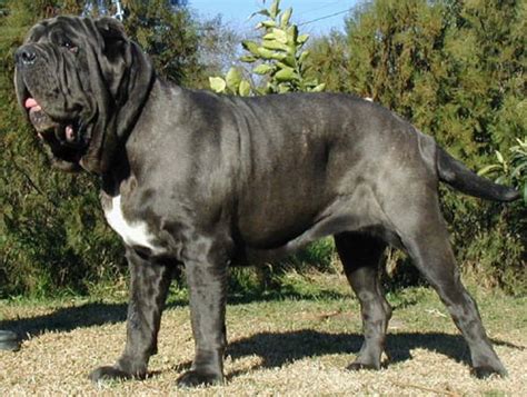 El primero es desde el punto de vista de razas de perros ¿ cual es la raza de perro mas grande del mundo ? Foto del perro mas grande del mundo - Imagui